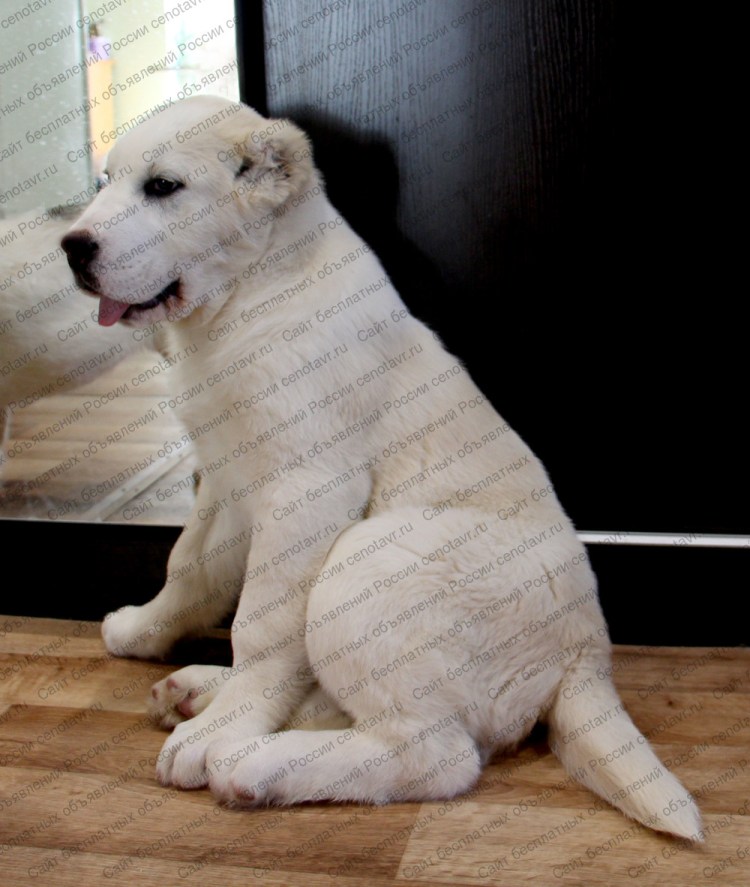 Щенок алабая белый