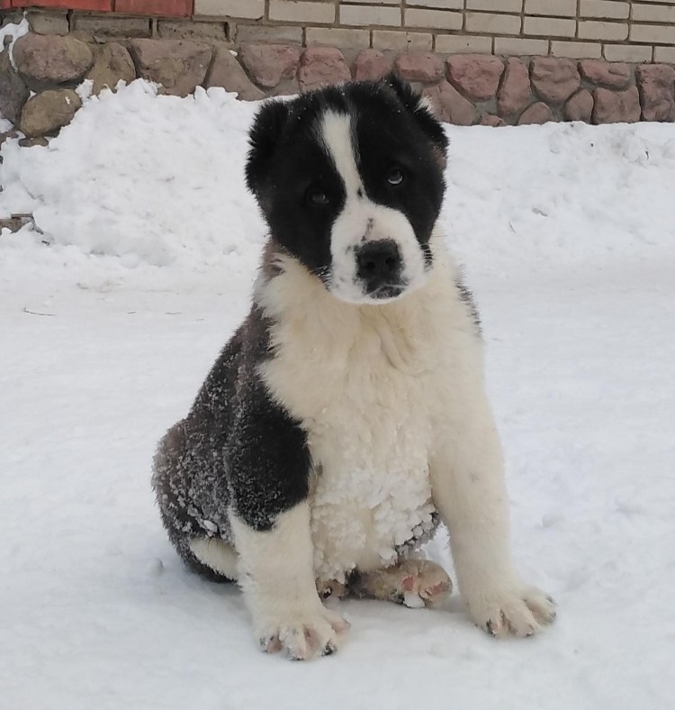Алабай щенок