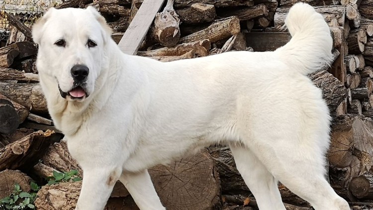 Среднеазиатская овчарка пастух