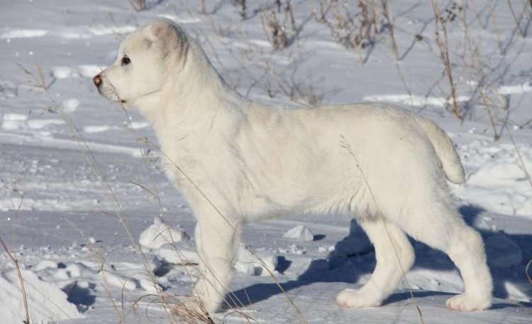 Туркменский алабай
