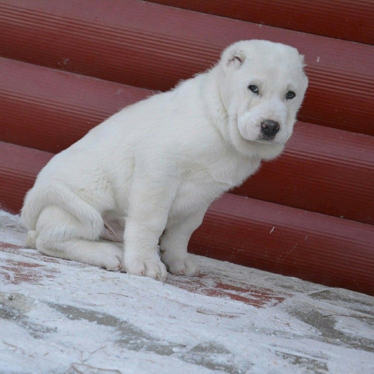 Среднеазиатская овчарка алабай