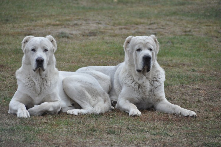 Туркменский алабай