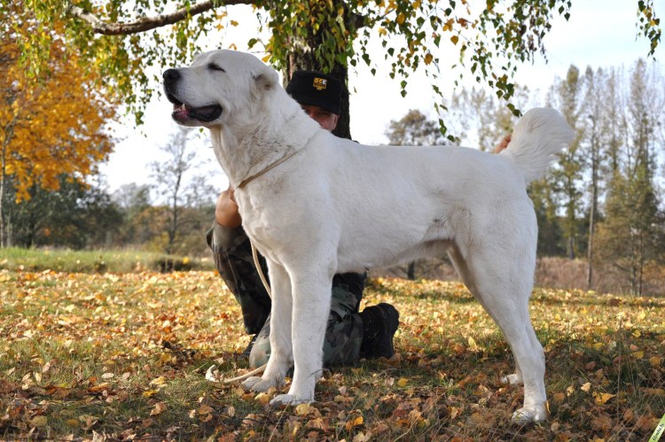 Среднеазиатская овчарка белая
