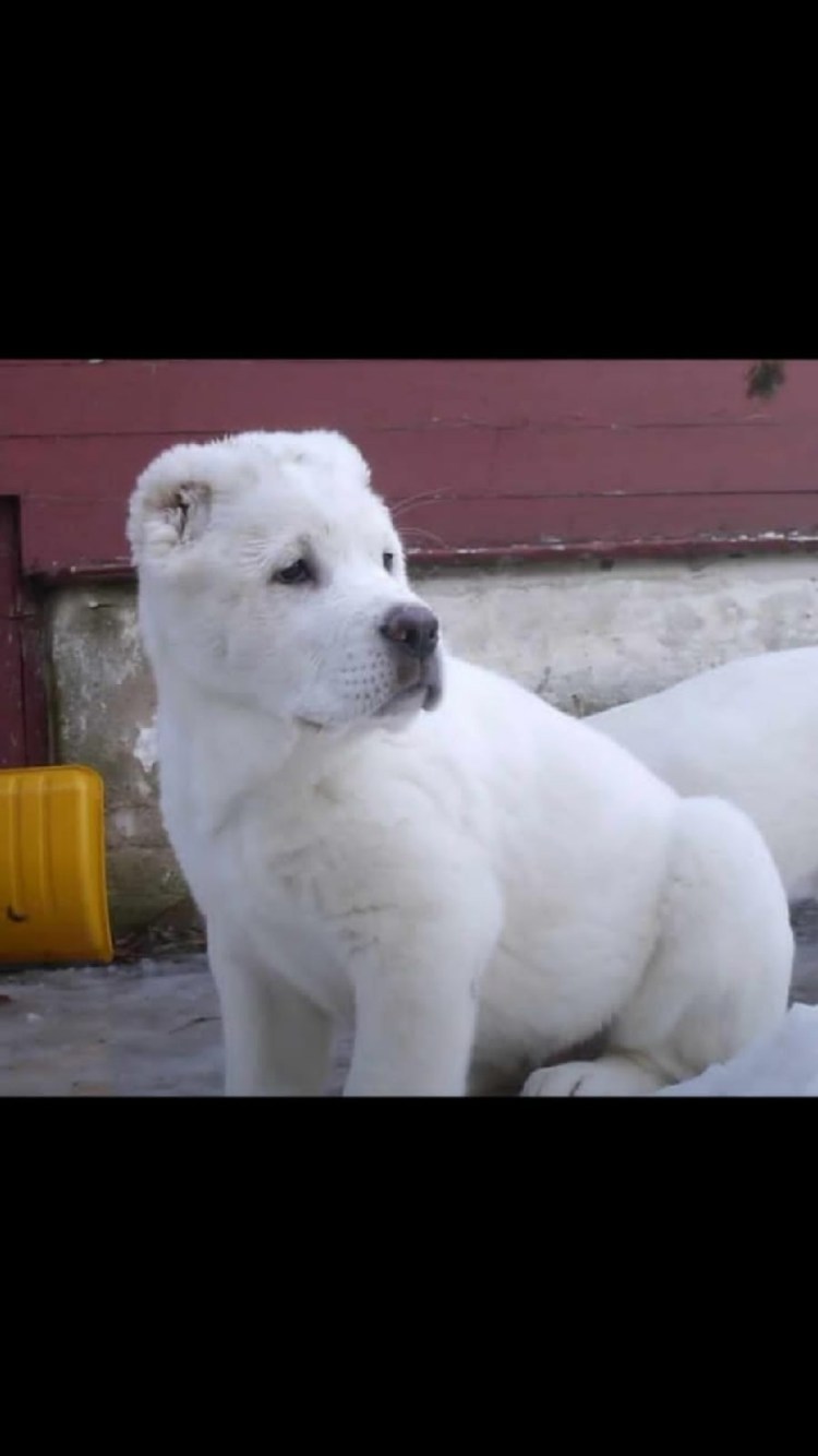 Алабай щенок
