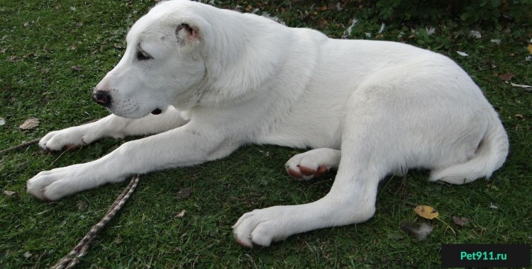 Порода алабай девочка