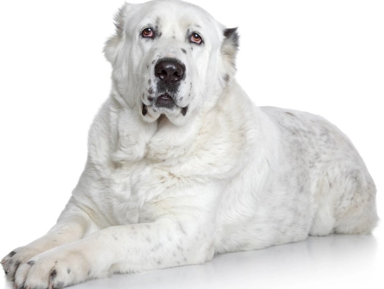 Среднеазиатская овчарка