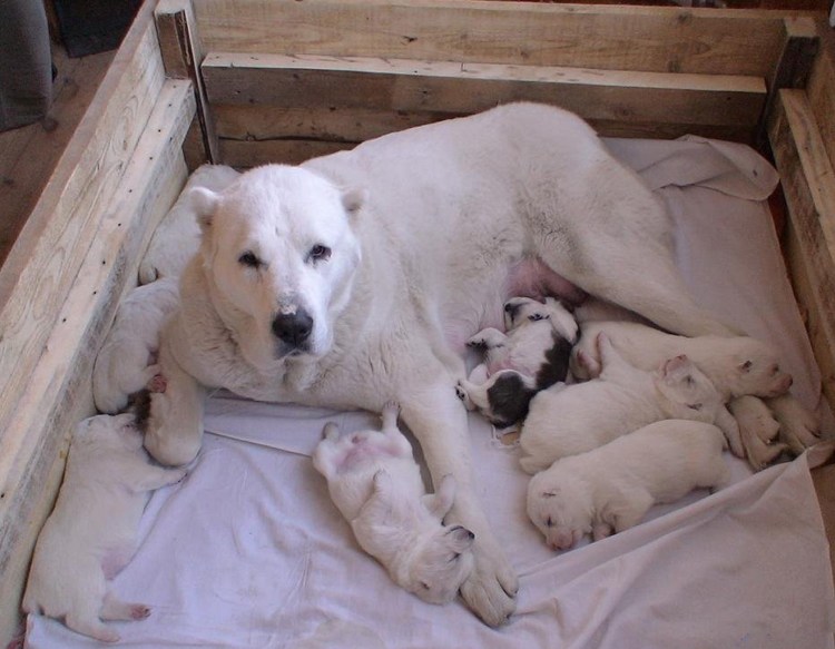 Карликовый алабай