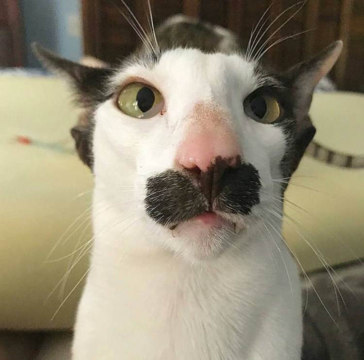 Страшный кот