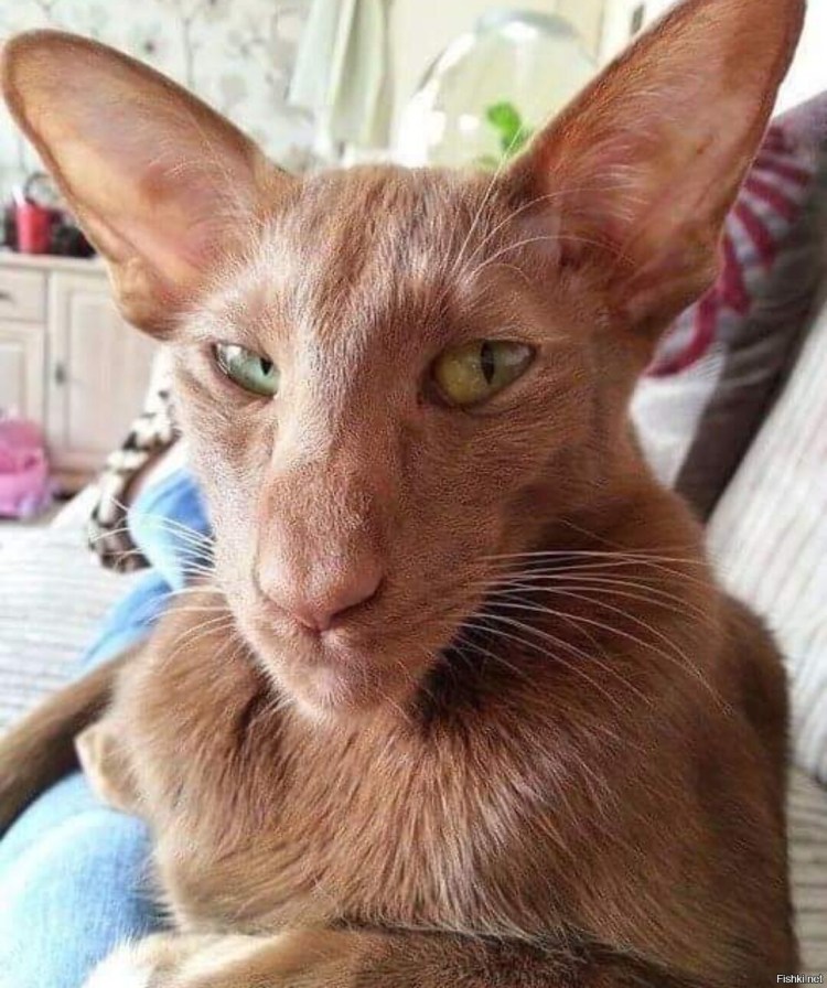 Армянский кот