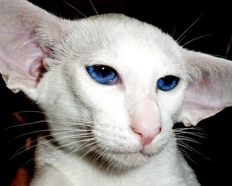 Косоглазый рыжий кот