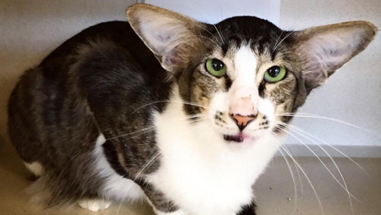 Ориентальная кошка рыжая