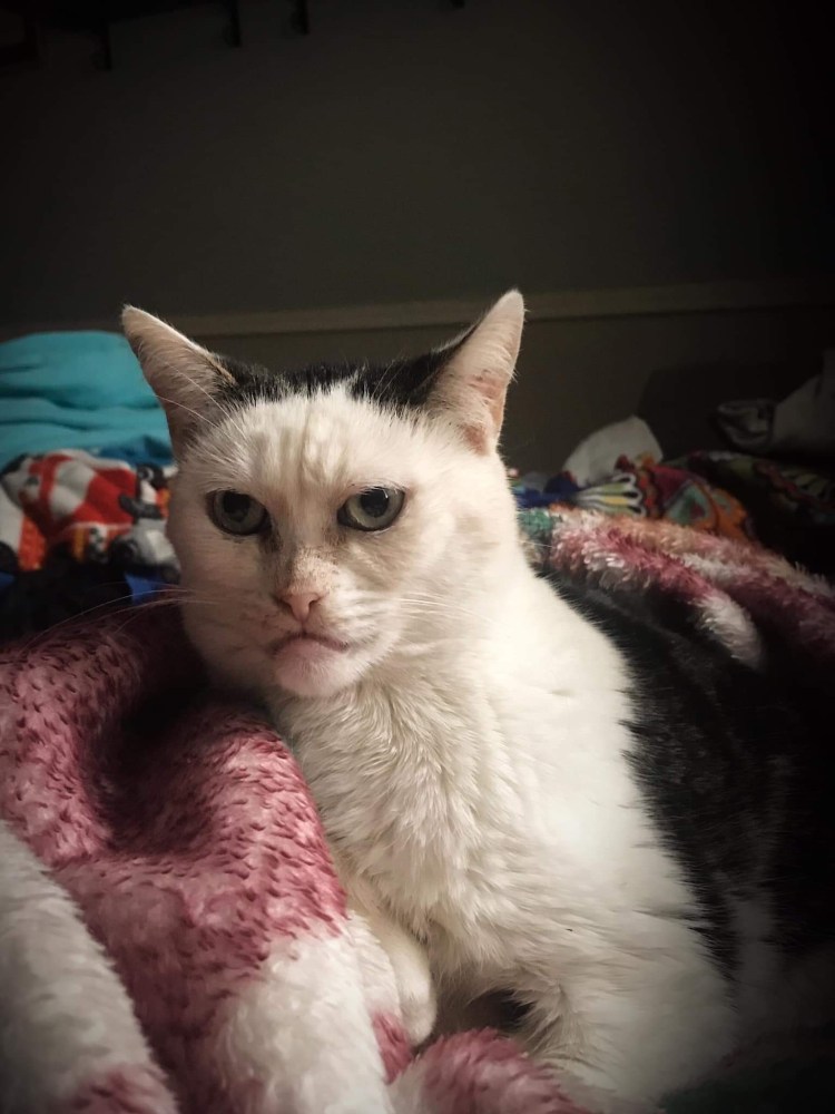 Персидская шиншилла кот Уилфред