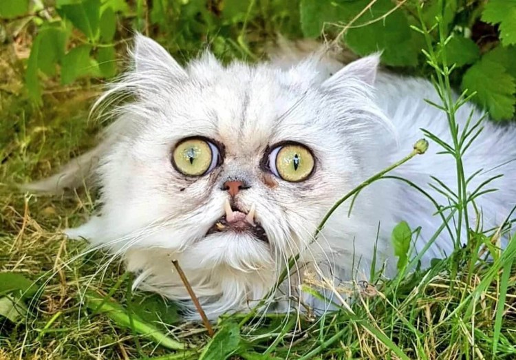 Марла «Бушеми»