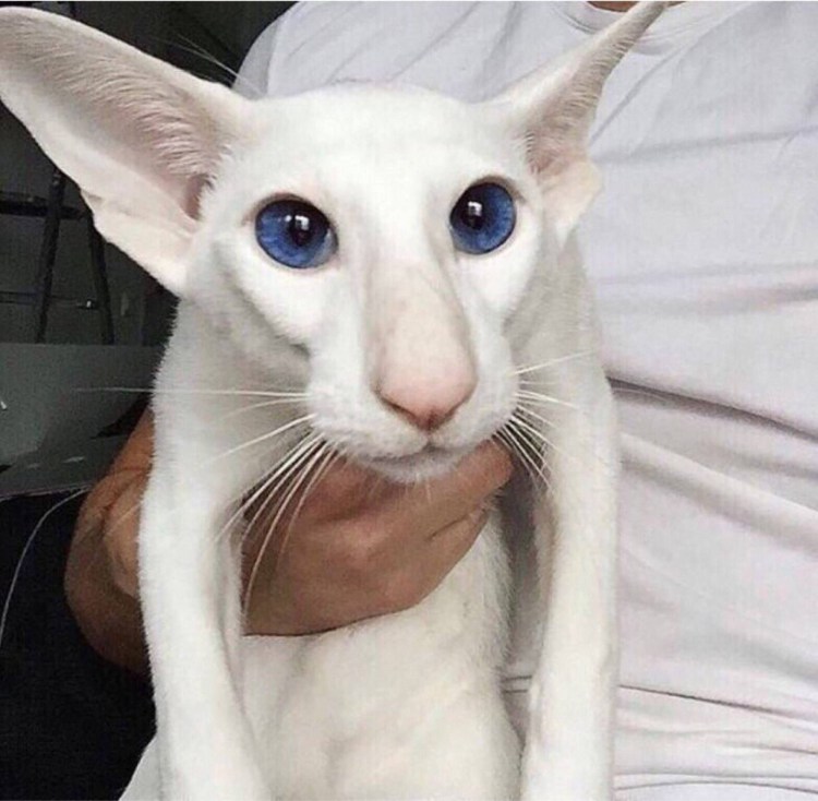 Ориентальная кошка Гавана