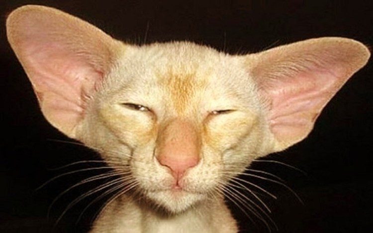 Милое лицо котика