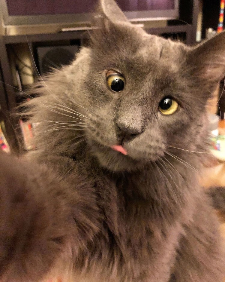 Ориентальные кошки разноглазые