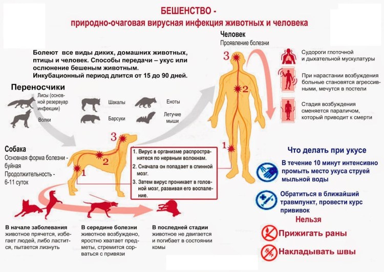 Профилактика бешенства