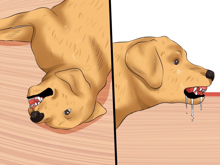 Бешенство собака рисунок