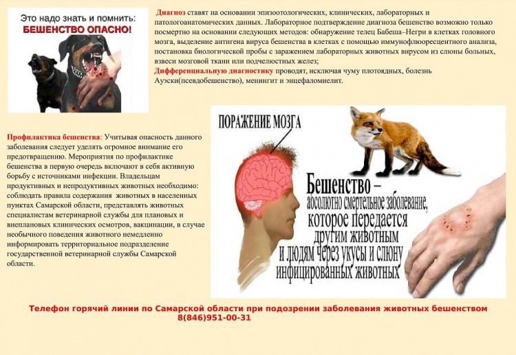 Профилактика бешенства