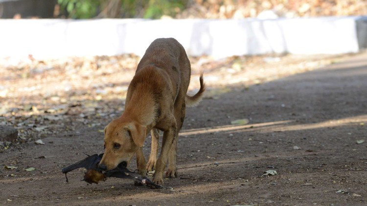 Стенгазета бешенство