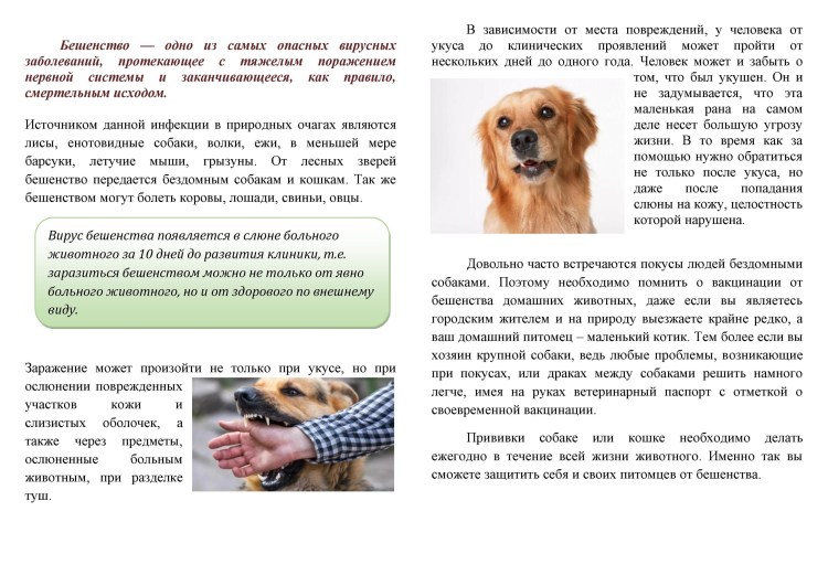 Болезнь бешенство у животных симптомы