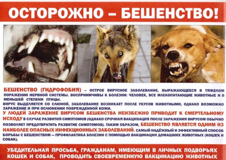 Животные зараженные бешенством
