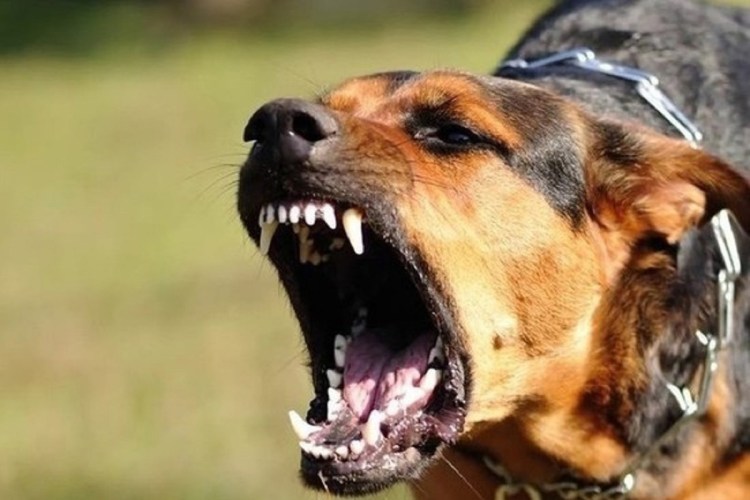 Как называется 1 прививка для щенка