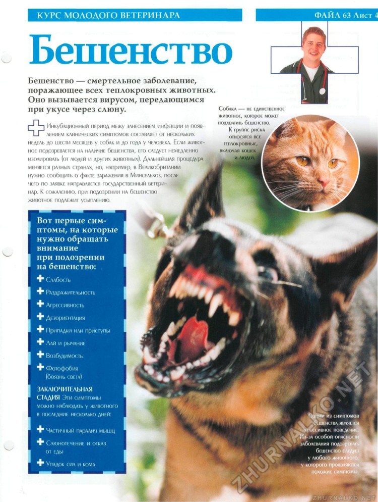 Бешеная овчарка