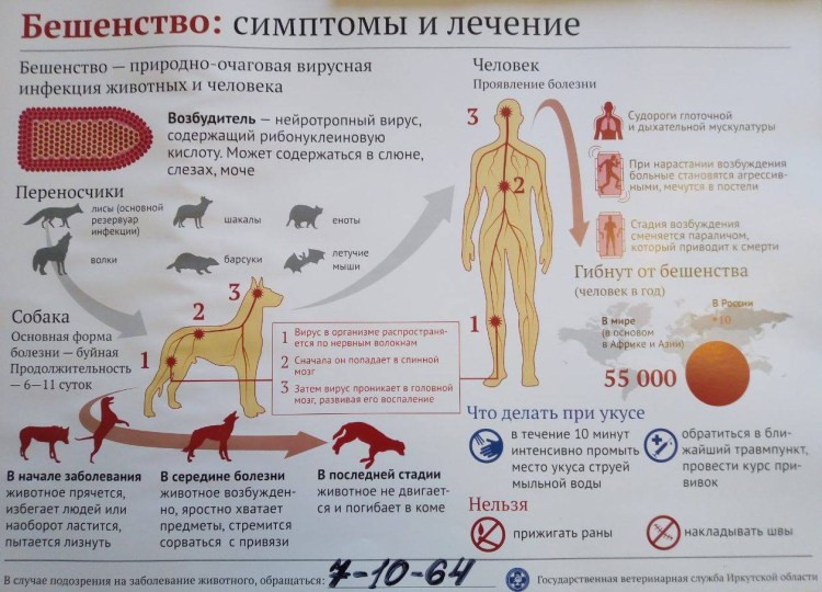 Бешенство плотоядных животных