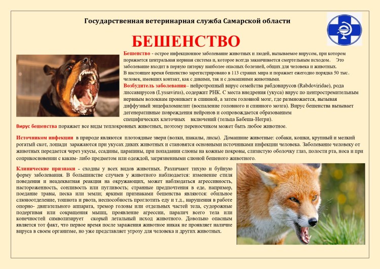 Что делать если укусила собака