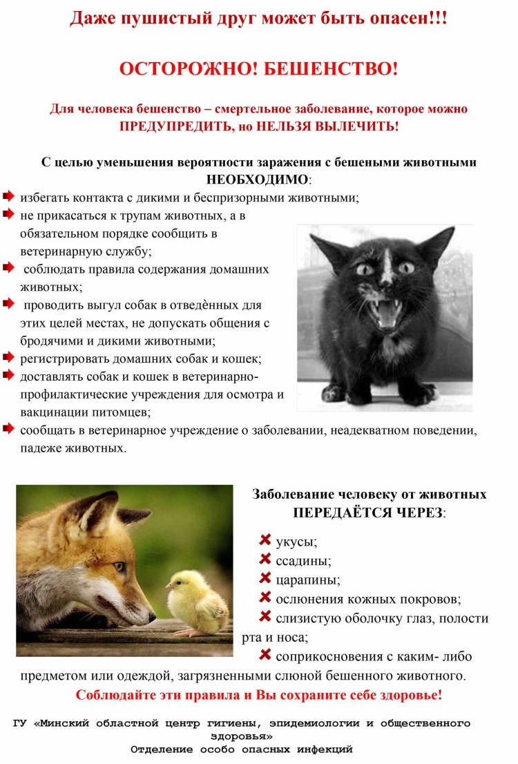 Болезнь Ауески собак и кошек