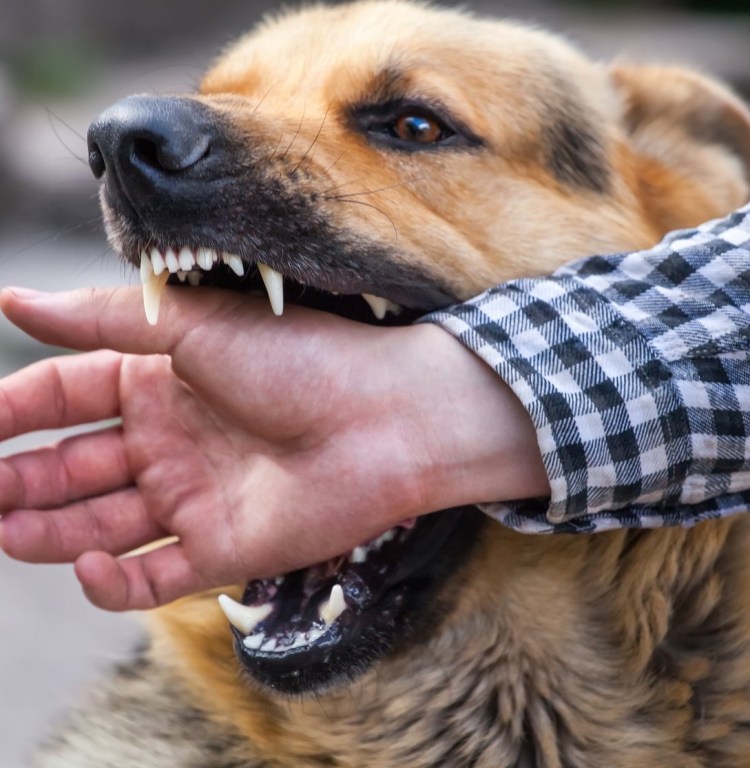 Собака Солнечный удар фото