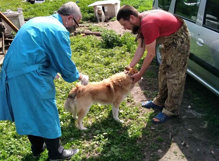 Бешенство животных в Казахстане