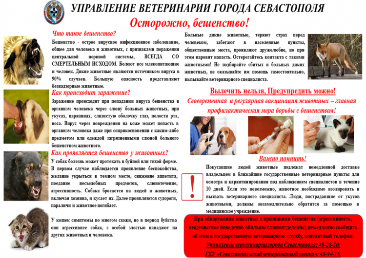 Памятка по бешенству животных для населения