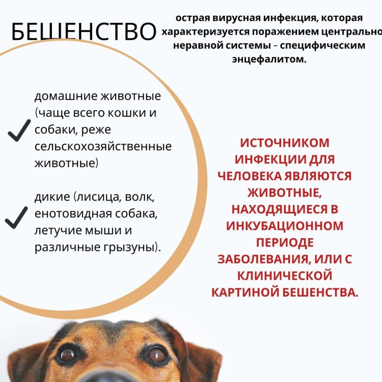 Профилактика бешенства