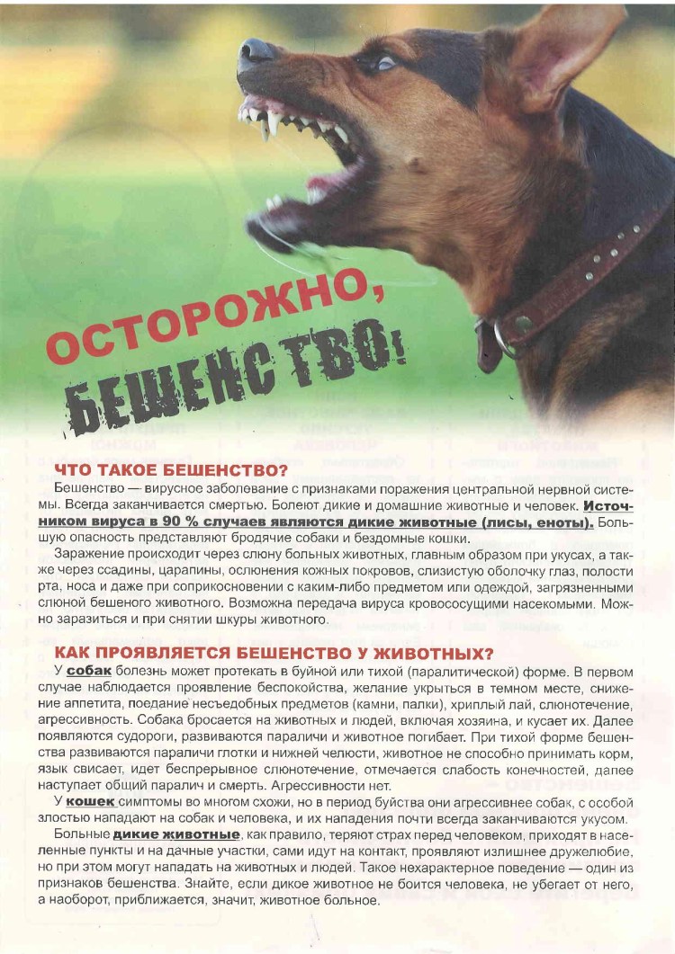 Собака зараженная бешенством