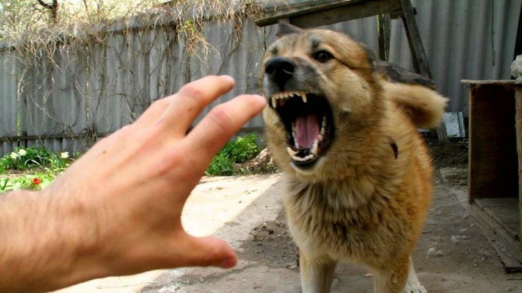 Схема заражения бешенством