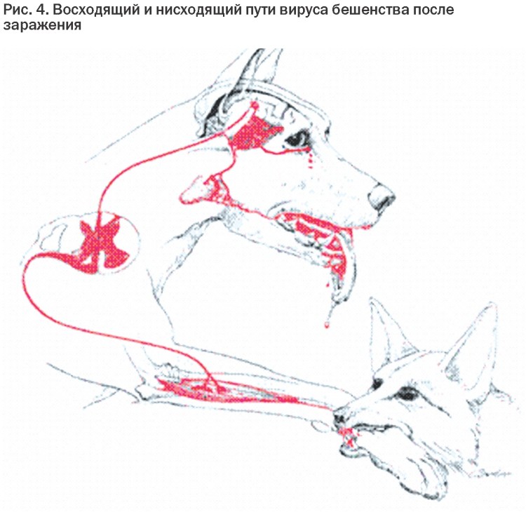 Схема заражения бешенством