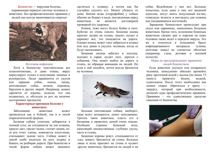 Бешенство источник инфекции