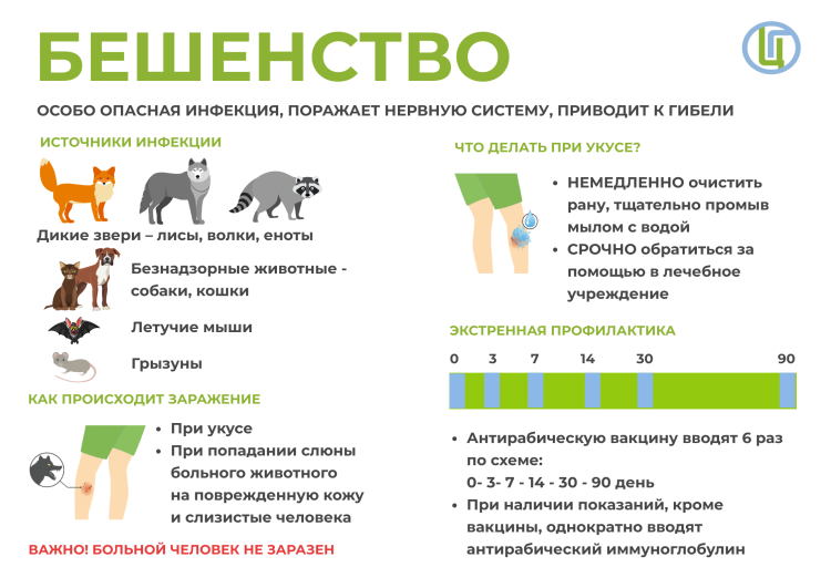 Агрессивная собака