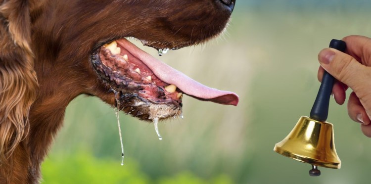 Профилактика бешенства у животных