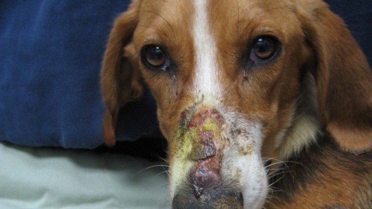 Бешенство наблюдение за укусившим животными