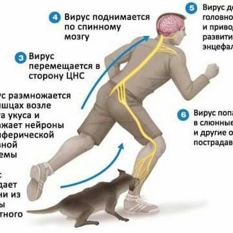 Профилактика проявления бешенства