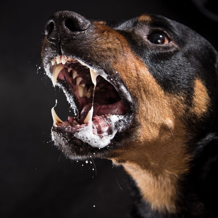 Бездомные собаки кусаются