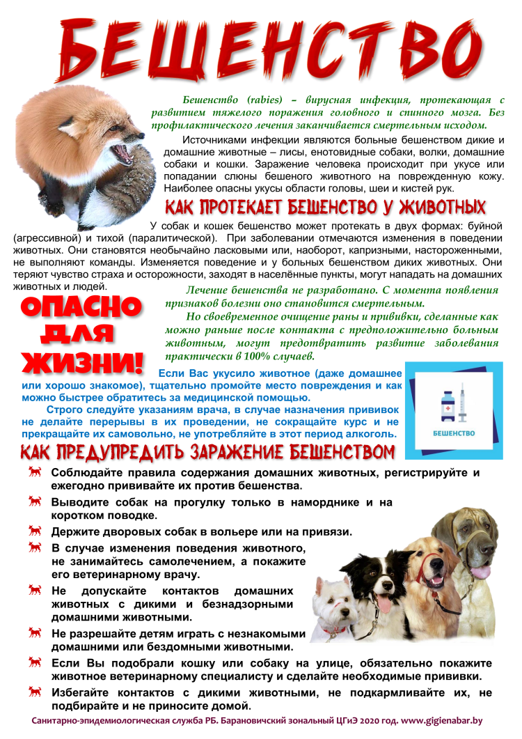 Собачий грипп