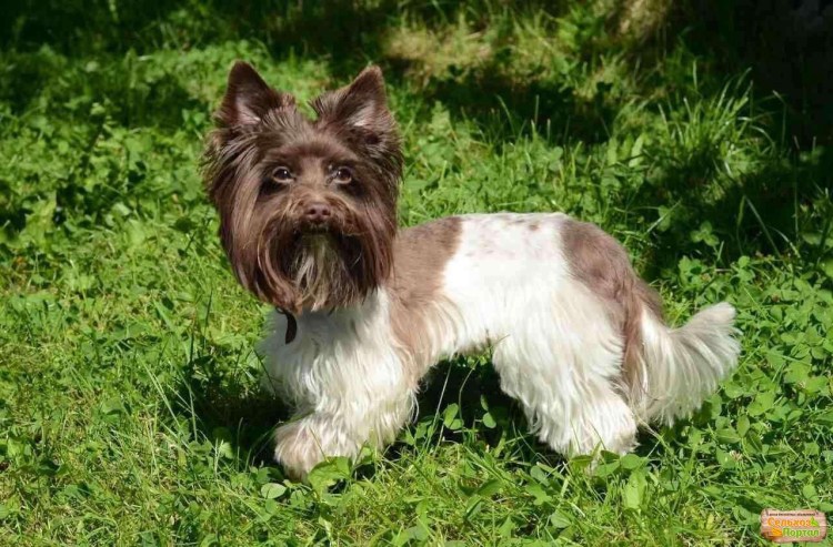 Щенки биро Йорка