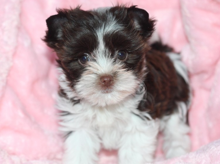 Щенки биро Йорка