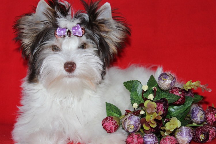 Бивер Йоркширский терьер/ Русалка/ биро