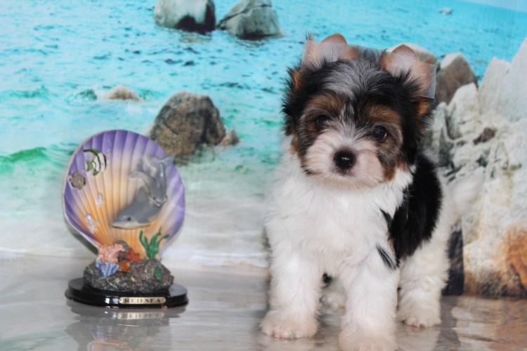 Питомник йорков с Ромашкиной лужайки