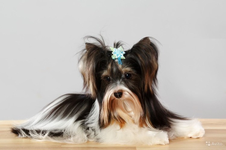 Биро и Бивер Йорк